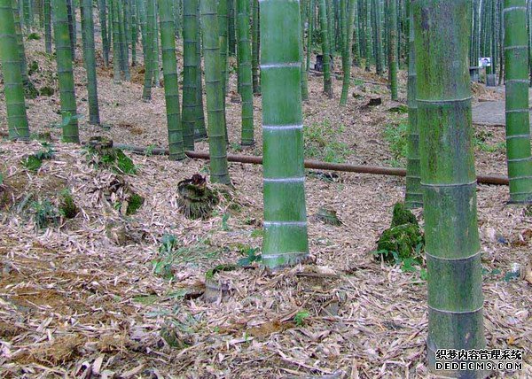 你若笃定,社会便不浮躁